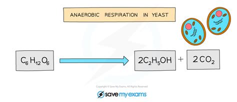 What Is The Overall Equation Of Anaerobic Respiration In Yeast And In