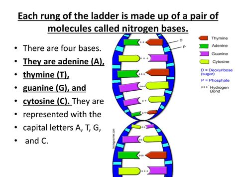 5 Components of DNA