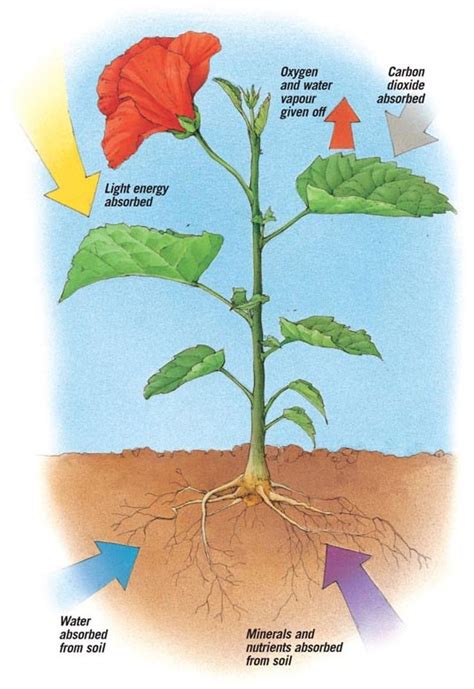 What Plants Can Do For Us Where Do Plants Get Their Food From