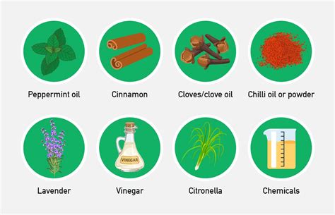 What Scent Will Keep Mice Away Pest Defence