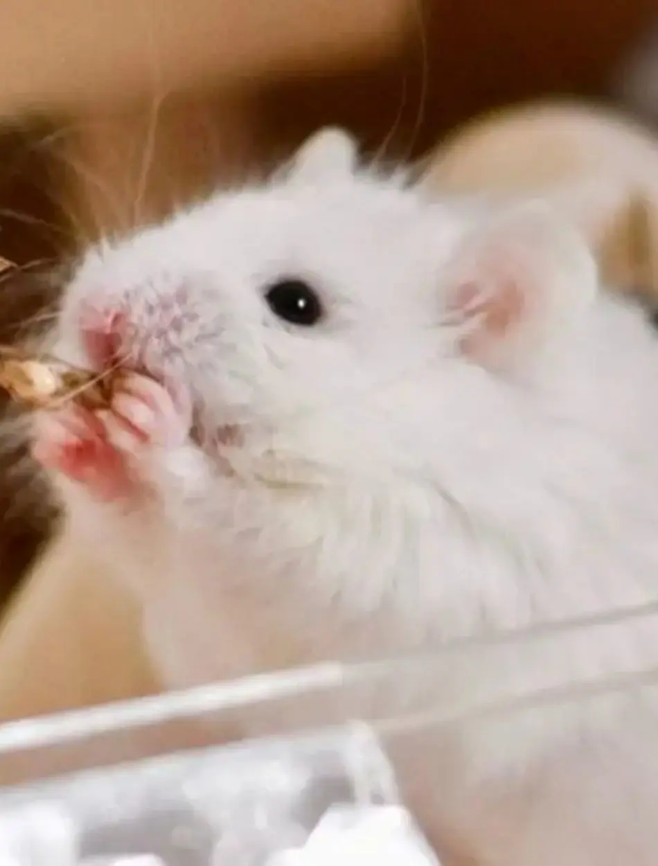 What Smell Do Mice Hate