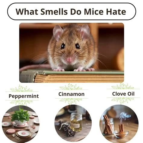 What Smells Do Mice Dislike