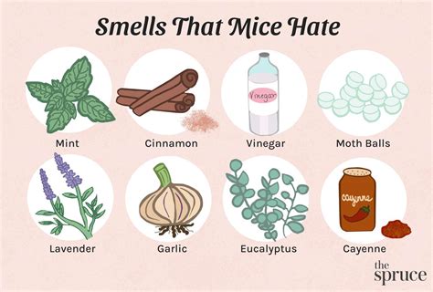 What Smells Do Mice Hate Everything You Need To Know