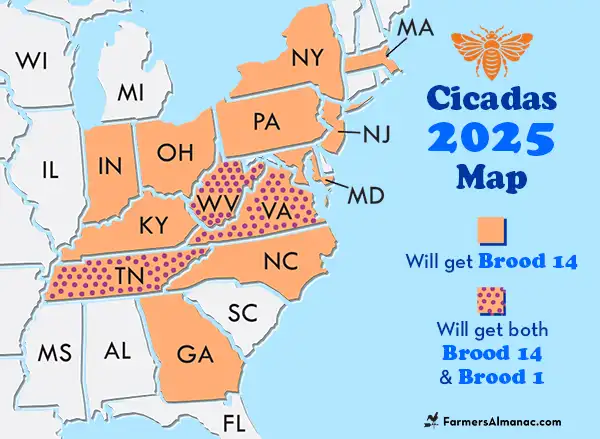 What States Will Cicadas Be In 2025 Piper Picton