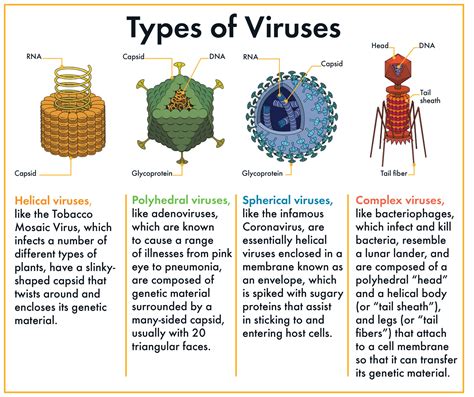 5 Common Viruses Going Around