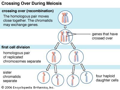 Meiosis Crossing Over Occurs