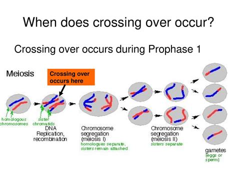 Crossing Over Occurs During Meiosis