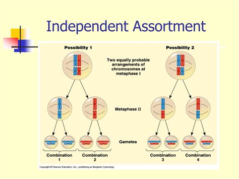 Independent Assortment Occurs During Meiosis