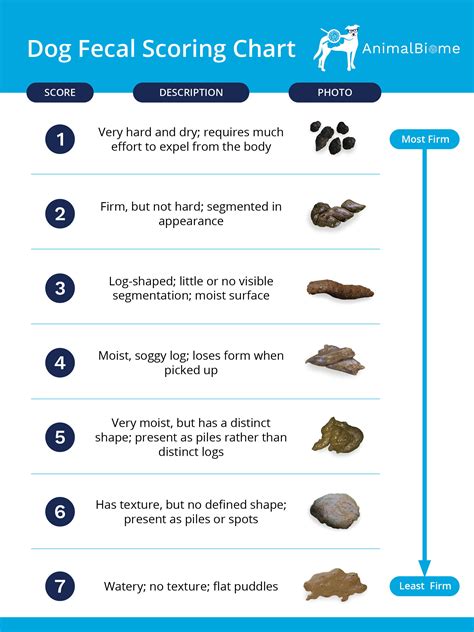 When Is Dog Diarrhea An Emergency