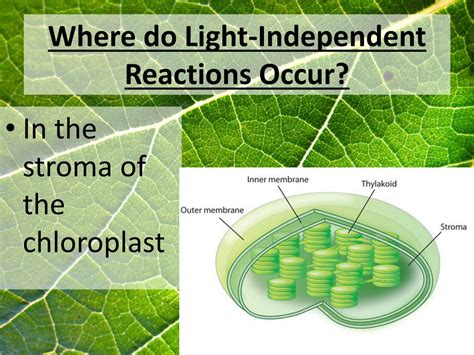 5 Ways Light Reactions Occur