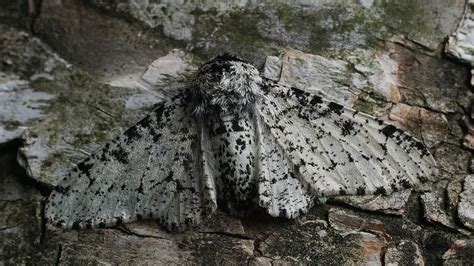 5 Places Peppered Moths Live