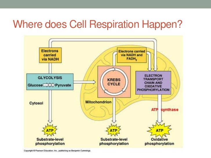 5 Places Respiration Occurs