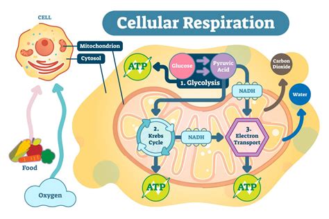 5 Places RespirationOccurs