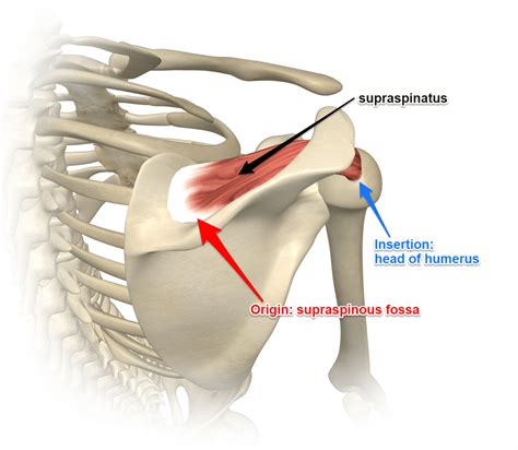 Where Does The Supraspinatus Insert