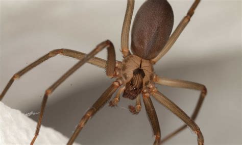 Brown Recluse Spider Found