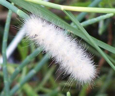 5 White Fluffy Caterpillar Facts