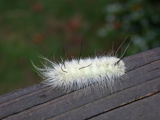 White Fuzzy Caterpillar Cisseps Fulvicollis Bugguide Net