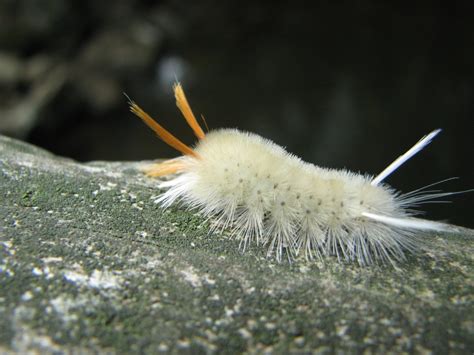 White Fuzzy Caterpillar Facts