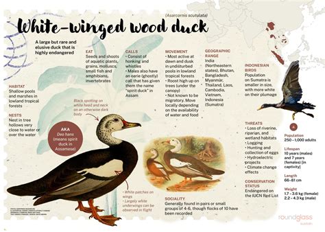 White Winged Wood Duck Facts Range Threats Roundglass Sustain
