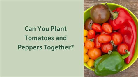 Why Can T You Plant Tomatoes Peppers Together The Question Of