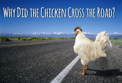 Why Did The Chicken Cross The Road Wikipedia