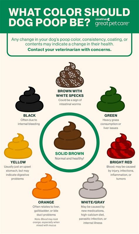 Why Does My Dog Have Yellow Diarrhea