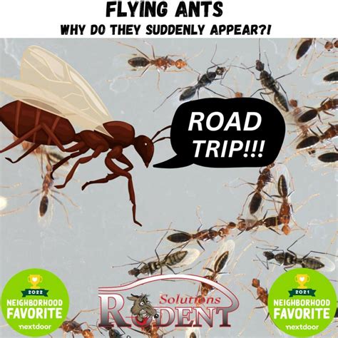 Why Flying Ants Day Happens And What You Need To Do Bob Gunn