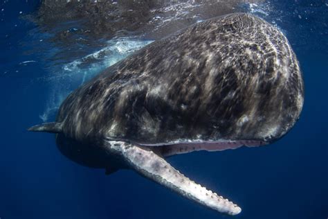 5 Sperm Whale Facts