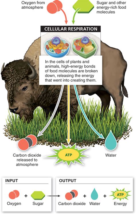 5 Reasons Animals Respire