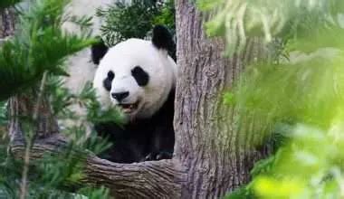 Why Pandas Are Endangered Today Environment Buddy