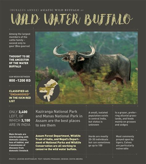 Wild Water Buffalo Facts Threats Diet Roundglass Sustain