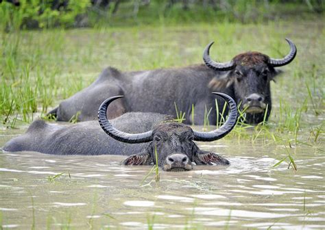5 Wild Water Buffalo Facts