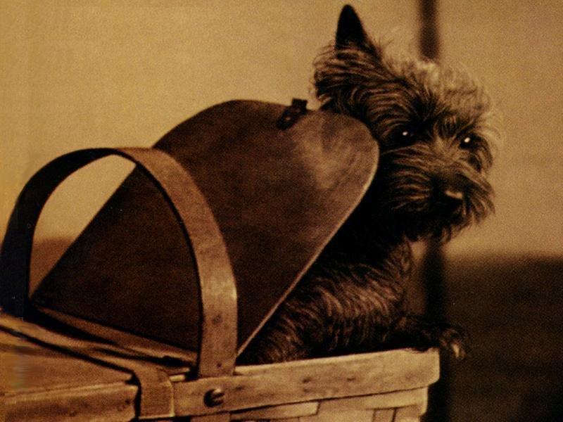 5 Ways Toto Stole Scenes