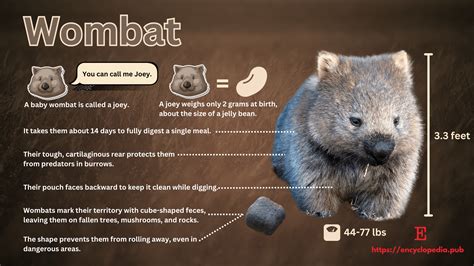 Wombat Facts Animal Facts Encyclopedia