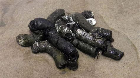 5 Wood Duck Scat Facts