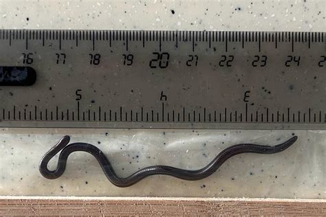 World Amp 39 S Smallest Snake Discovered On Barbados Live Science