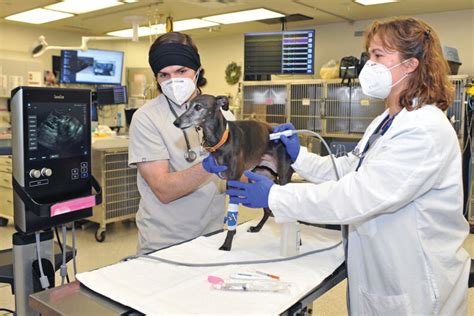 Wsu S Veterinary Teaching Hospital A Top Rated Emergency Facility In