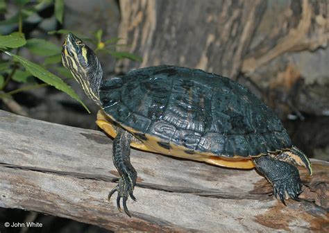 Yellow Bellied Slider Information And Pictures Petguide Yellow