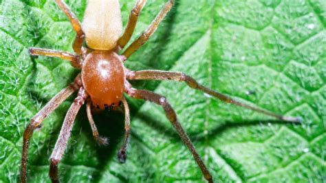 Yellow Sac Spiders 8 Facts Spider Pedia