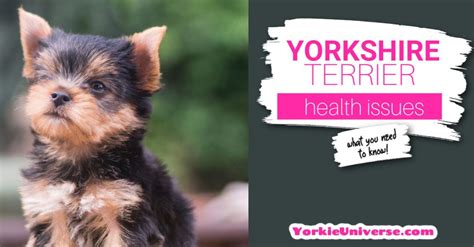 Yorkie Health Issues